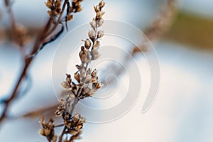 dried inflorescences on a branch close up