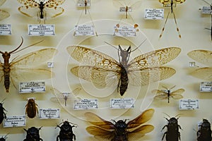 Dried insect specimens - unusual butterflies and large-sized moths