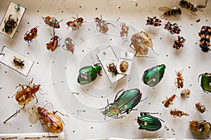 Dried insects collection