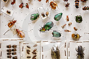 Dried insects collection