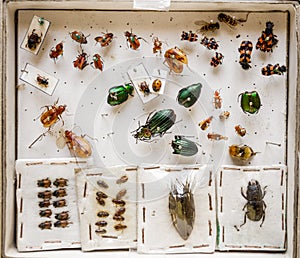 Dried insects collection