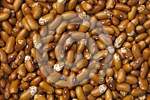 Dried Jacobs cattle gold beans photo