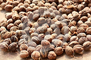 Dried Jatropha seeds are used as background.