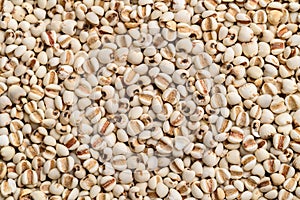 Dried Job\'s tears or adlay millet background