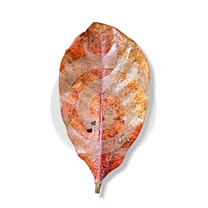 dried ketapang leaves (Terminalia catappa leaves)