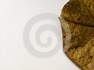 Dried ketapang leaves with white background