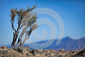 Dried land with dying tree