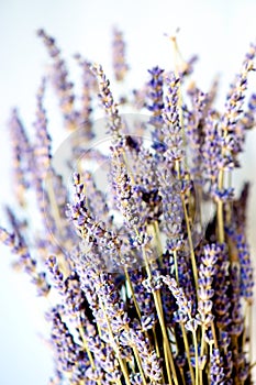 Dried Lavender