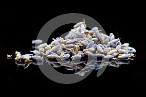 Dried lavender on a black background