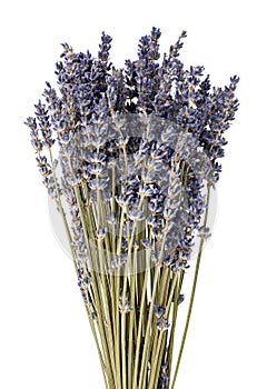 Dried lavender flowers