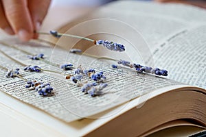 Dried lavender flowers pressed inside book