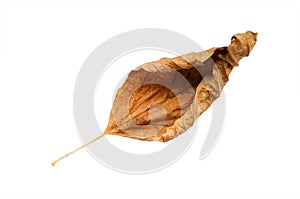 Dried leaf