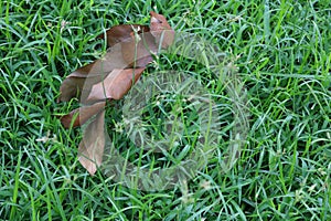 Dried Leaf