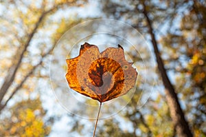 Dried Leaf with Autumn Bokeh