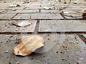 Dried leaf on the brick floor in the park. Shalow depth of field view. Hot summer weather. photo