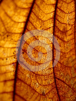 Dried leaf closeup