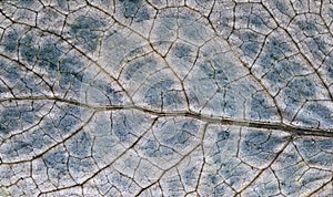 Dried leaf closeup. Autumn leaf texture macro photo. Blue green leaf vein pattern.