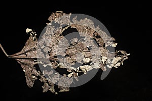 Dried leaf closeup -stock image photo