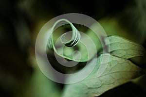 Dried leaf curled like a spiral. Close up nature