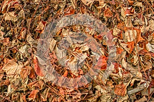 Dried leaf grapevine covering the ground