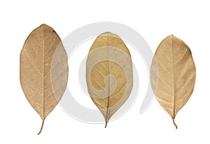 Dried Leaf isolated