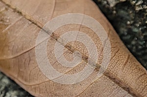 Dried Leaf on Rock