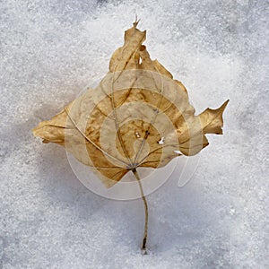 Dried leaf in snow