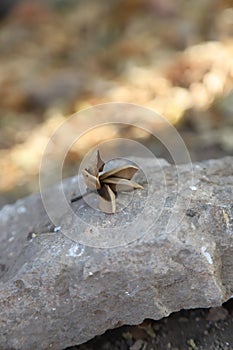 Dried leaf on a stone