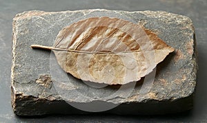 Dried Leaf on Stone