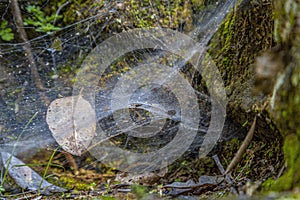 Dried leaf trapped in a spider web between the rocks in a forest