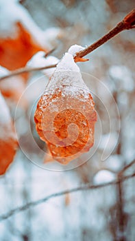 dried leaf on a tree branch covered with snow on a winter day