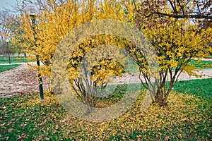 Dried leaf, two trees and yellow dried leaves on groun