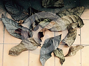 Dried leaf wallpaper
