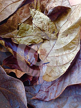 Dried leaf wallpaper