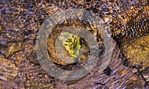 Dried leaf in the water on the rocks and pebbles