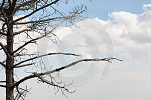Dried leafless pine tree