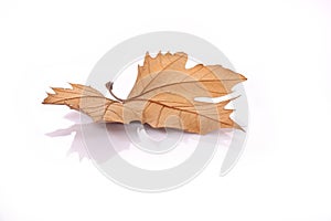 Dried leave