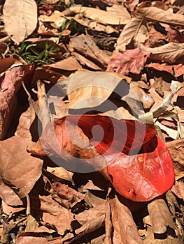 Dried leaves