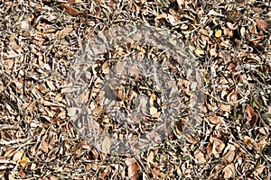 Dried leaves background