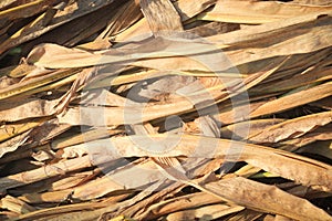 Dried leaves background