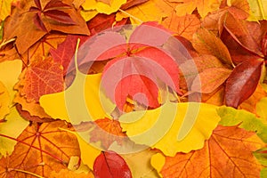 Dried leaves background