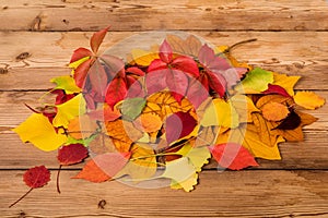 Dried leaves background