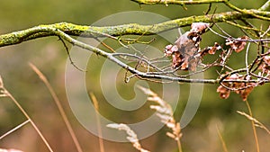 Dried leaves on the branch of a tree