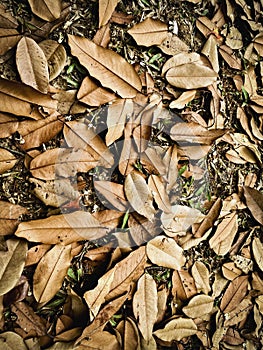 Dried leaves in brown color plenty on ground floor.nature of park area