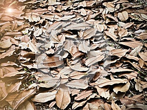 Dried leaves in brown color plenty on ground floor.nature of park area