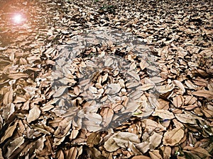 Dried leaves in brown color plenty on ground floor.nature of park area