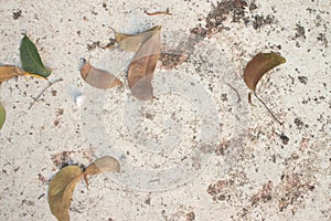 Dried leaves on building floor