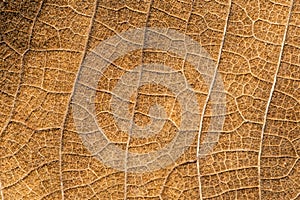 Close up detial of brown dry leaf texture background