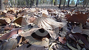 Dried leaves in Deciduous forest can turn small flames into colossal bushfires