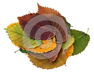 Dried leaves of Field Elm